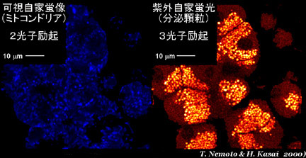 多光子励起法による膵臓外分泌腺の断層イメージ